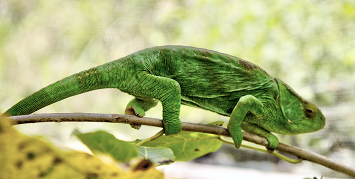 Female Pontera chameleon